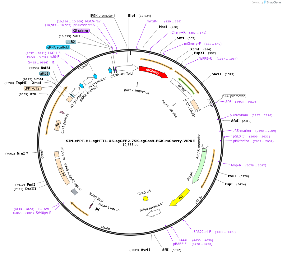 87919-plasmid-map-sequence-id-175367