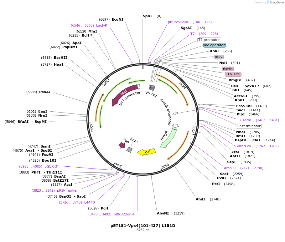 87736-plasmid-map-sequence-id-175371