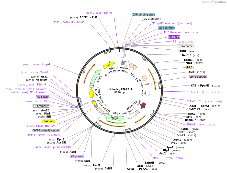 64118-plasmid-map-sequence-id-175373