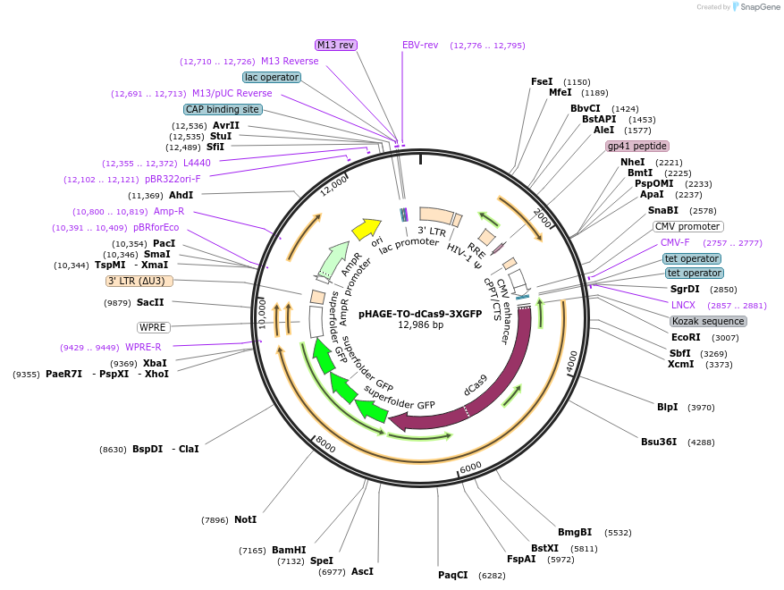 64107-plasmid-map-sequence-id-175375