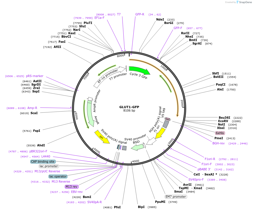 89440-plasmid-map-sequence-id-175400