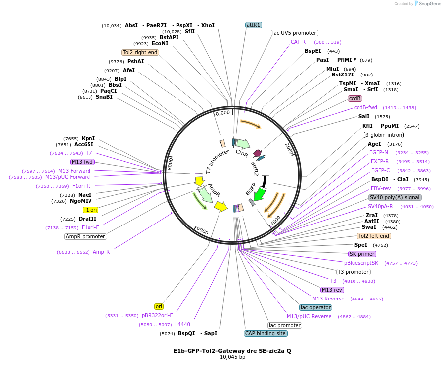 89386-plasmid-map-sequence-id-175416