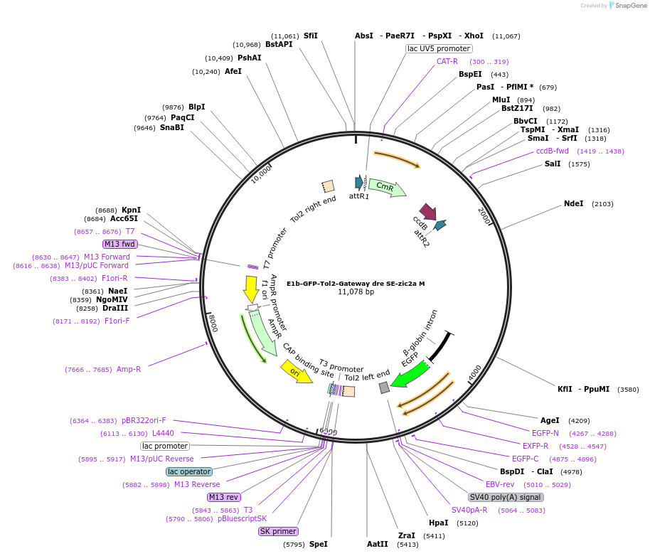 89382-plasmid-map-sequence-id-175420