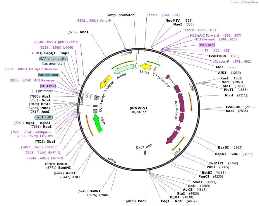87631-plasmid-map-sequence-id-175670