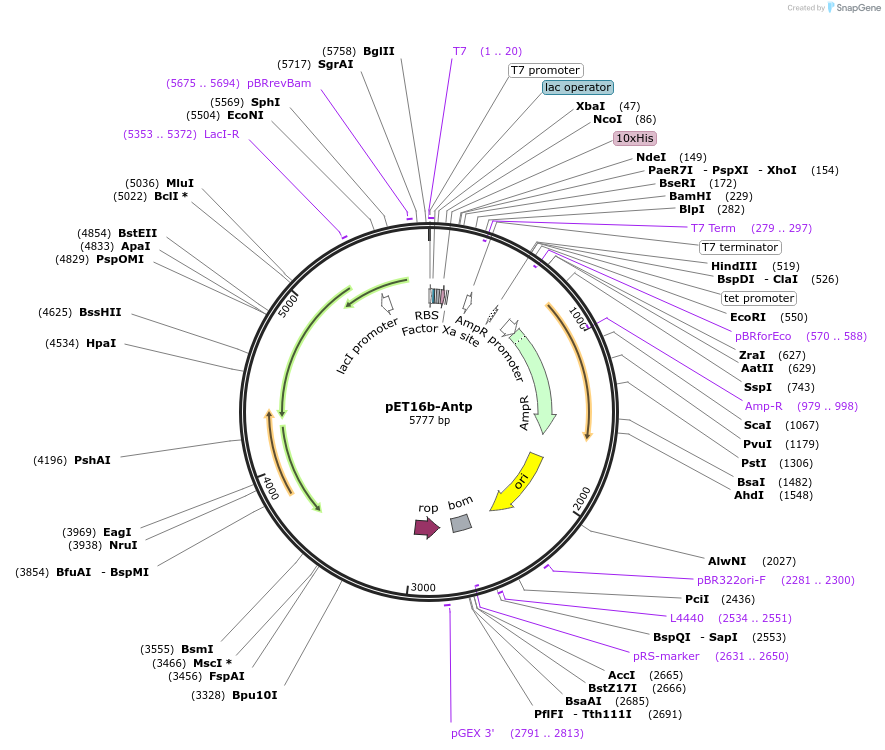 86866-plasmid-map-sequence-id-175674