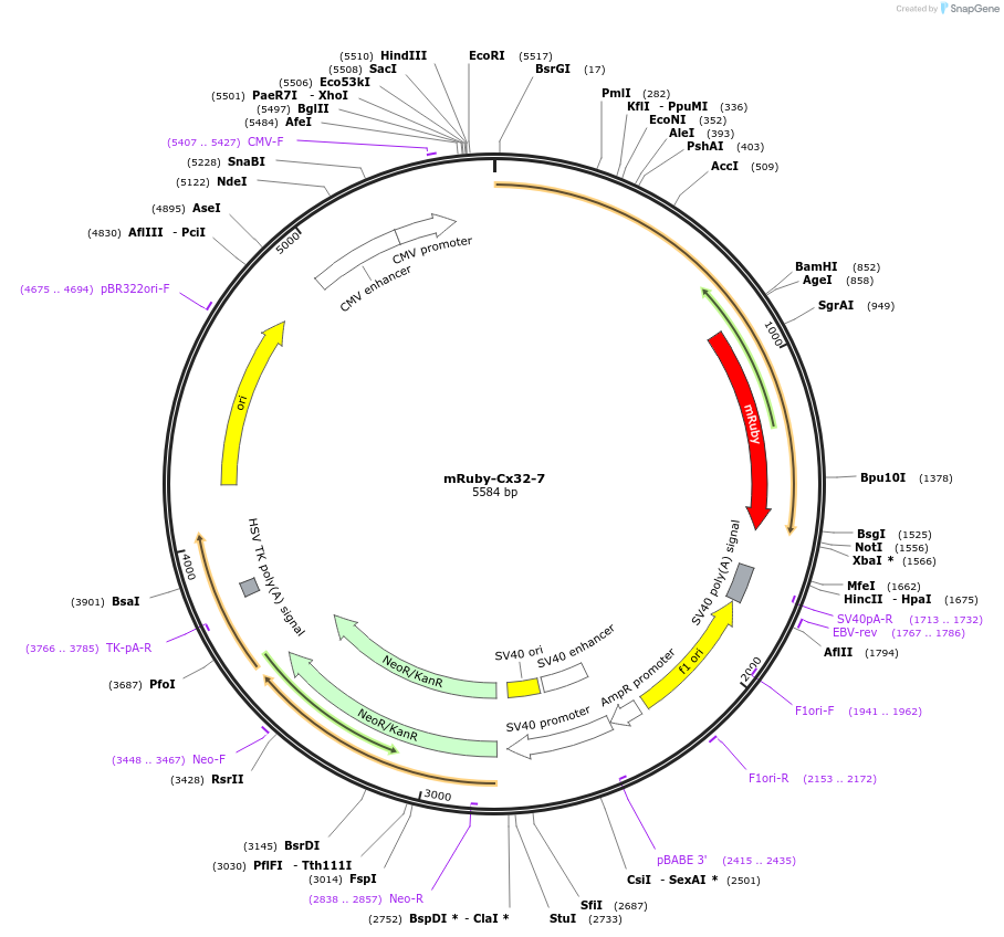 55855-plasmid-map-sequence-id-175697