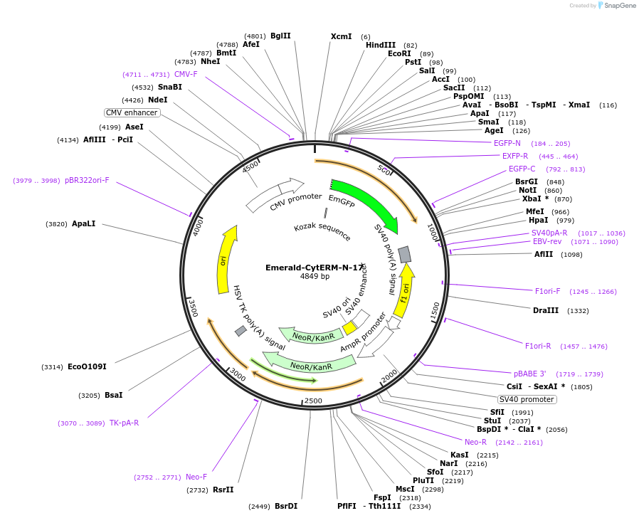 56290-plasmid-map-sequence-id-175699