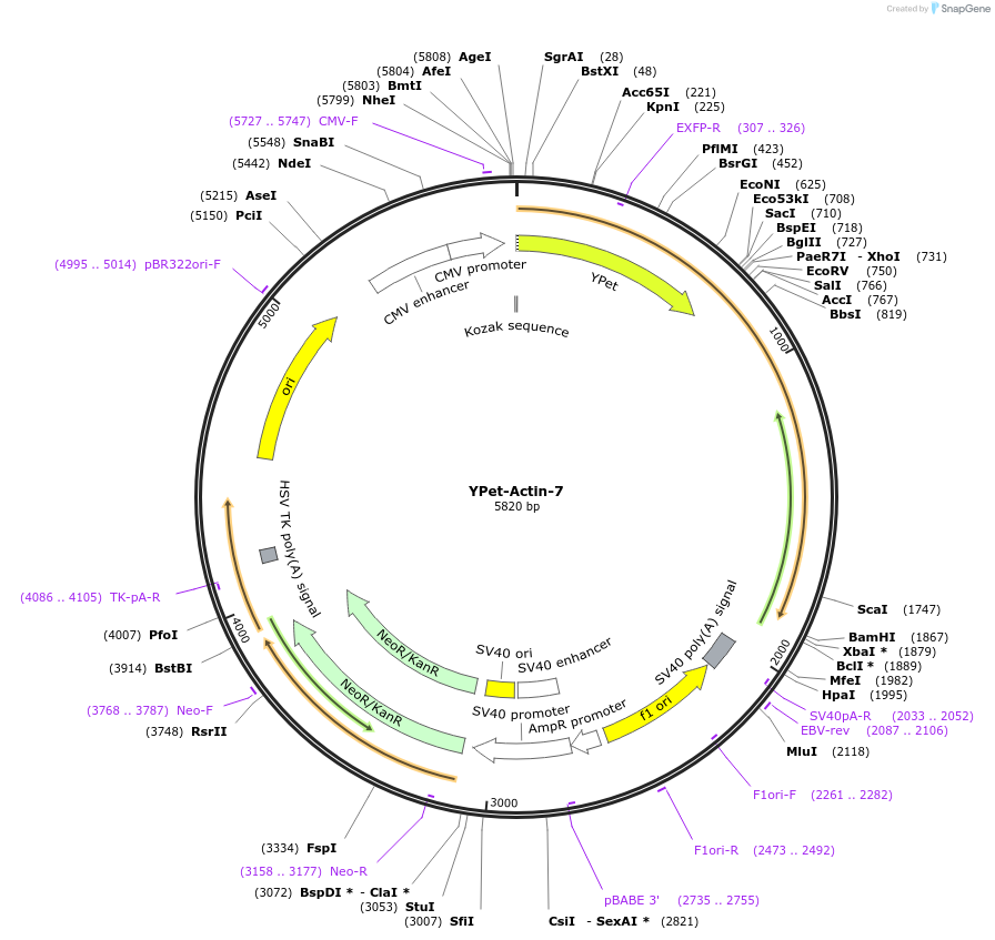 56628-plasmid-map-sequence-id-175701