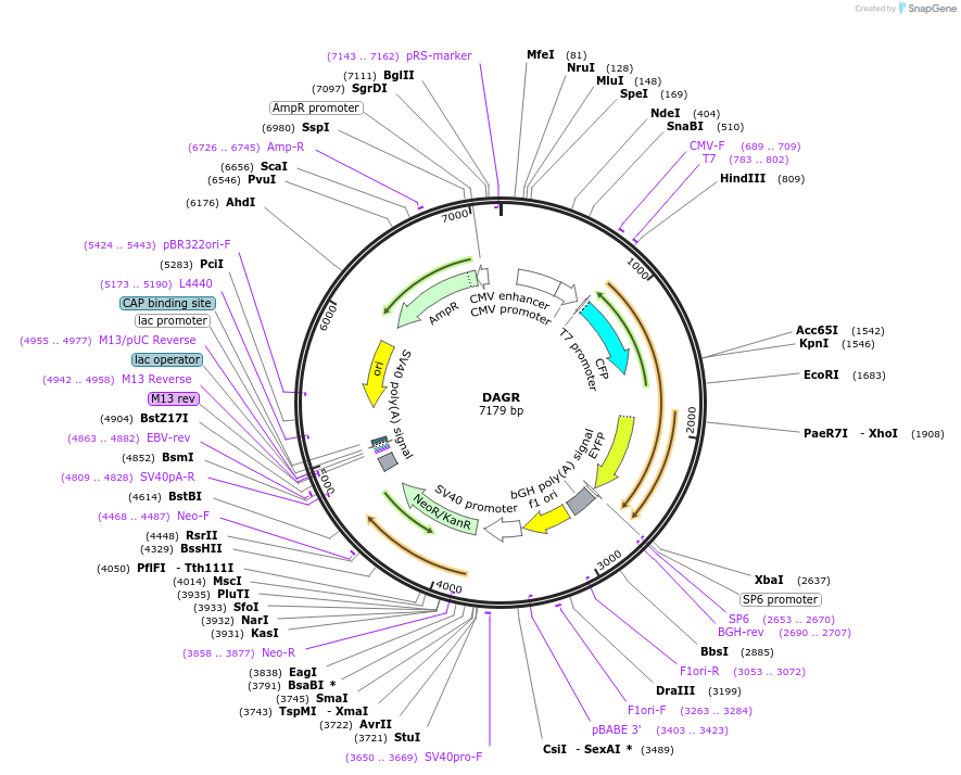 14865-plasmid-map-sequence-id-175720