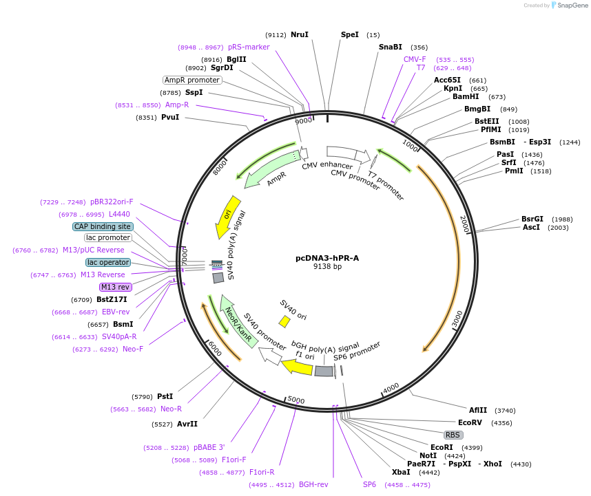 89119-plasmid-map-sequence-id-175729
