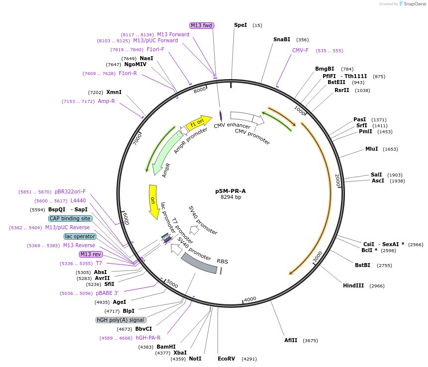 89124-plasmid-map-sequence-id-175734