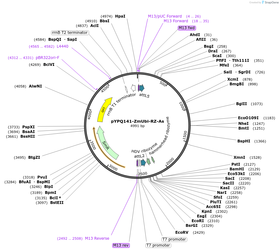 86196-plasmid-map-sequence-id-176061