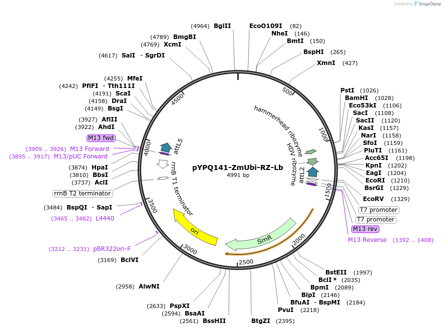 86197-plasmid-map-sequence-id-176062
