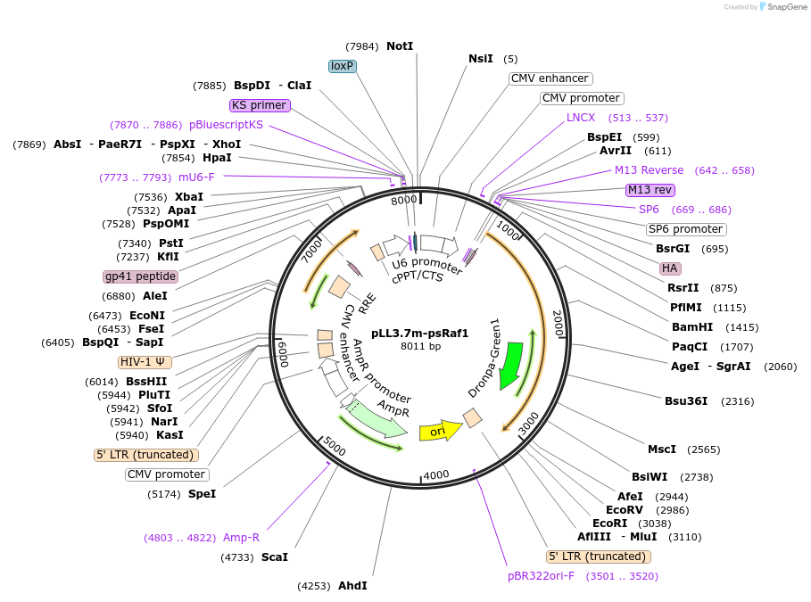 89364-plasmid-map-sequence-id-176063