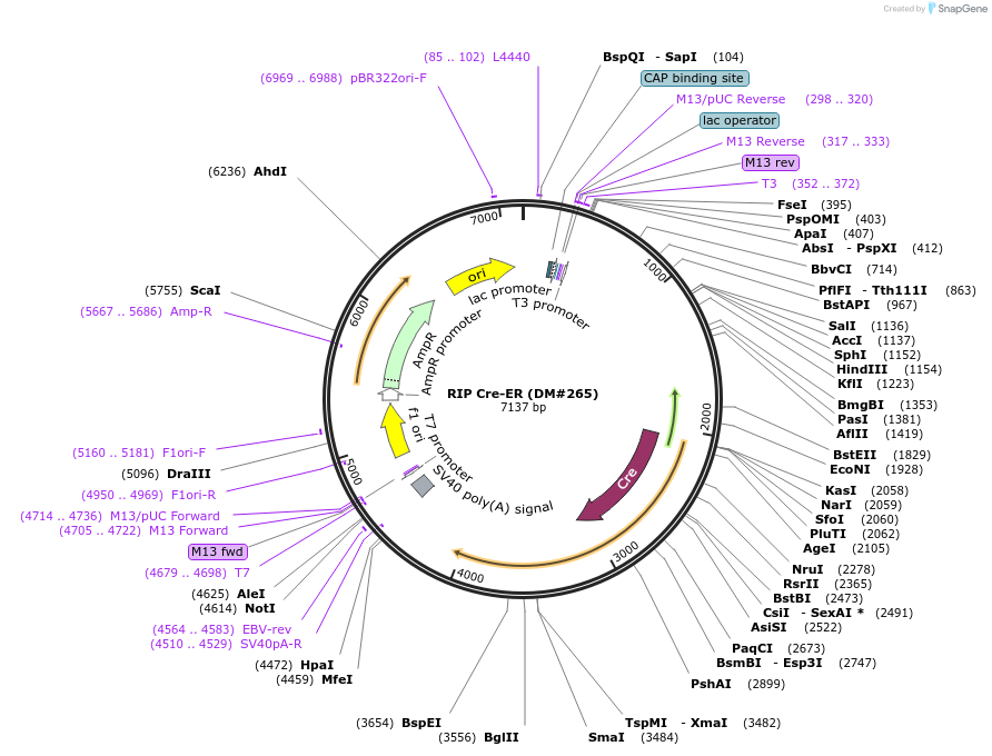 15029-plasmid-map-sequence-id-176065