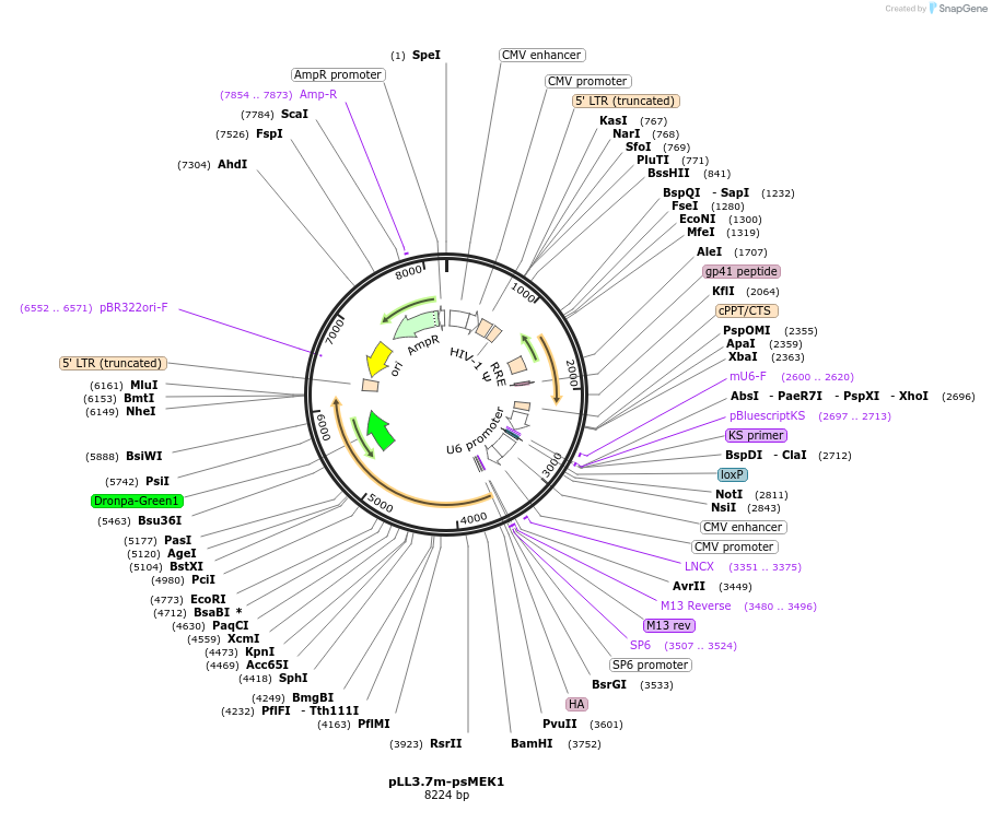 89361-plasmid-map-sequence-id-176074