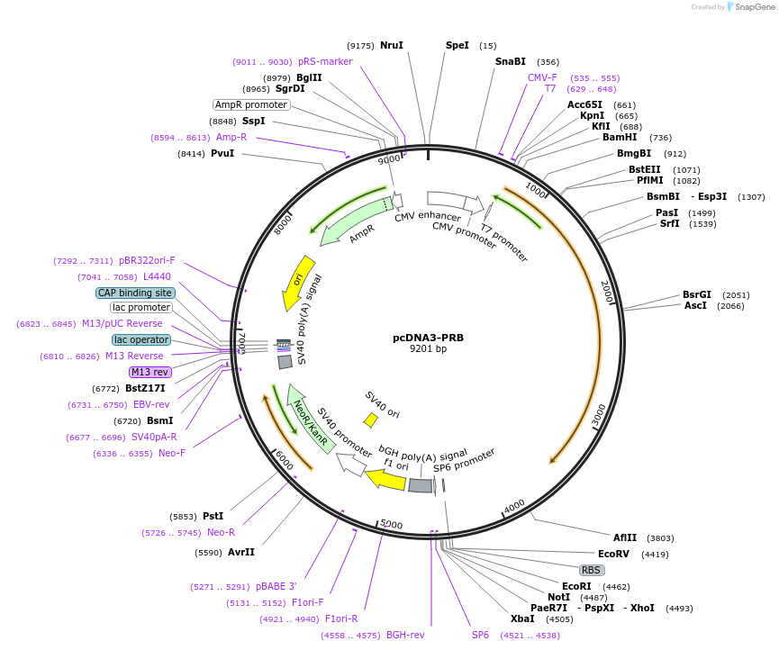 89130-plasmid-map-sequence-id-176077