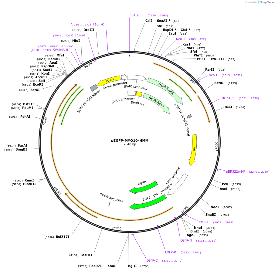 87256-plasmid-map-sequence-id-176080