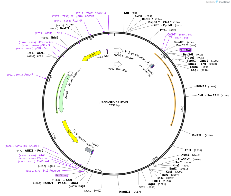 89135-plasmid-map-sequence-id-176081