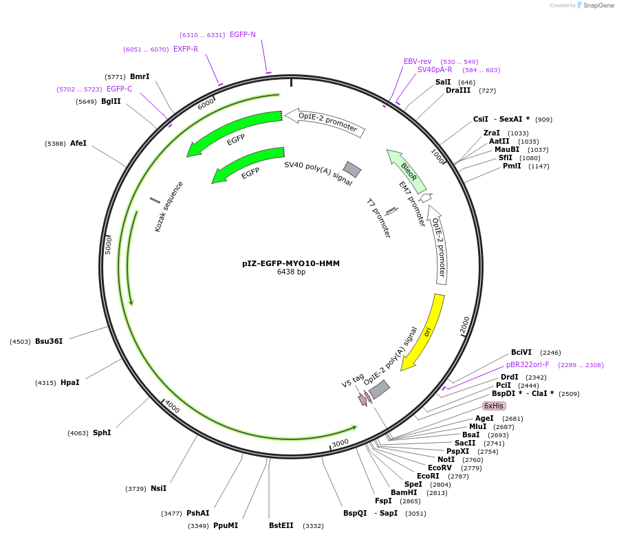 87257-plasmid-map-sequence-id-176082
