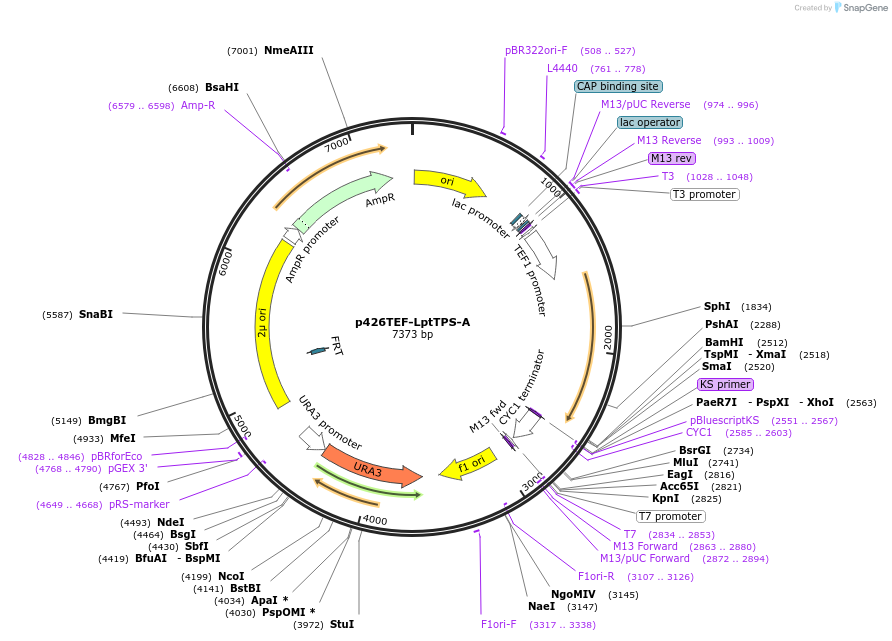 89468-plasmid-map-sequence-id-176087