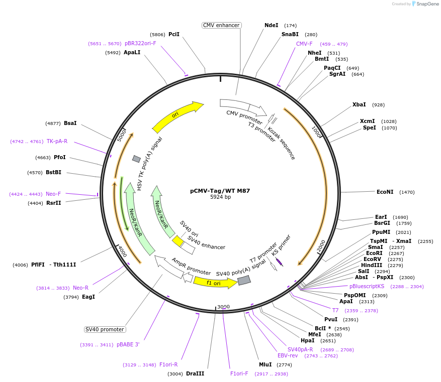 89322-plasmid-map-sequence-id-176088