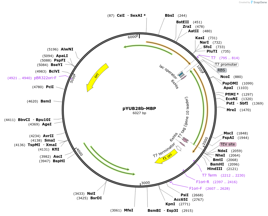 89178-plasmid-map-sequence-id-176090