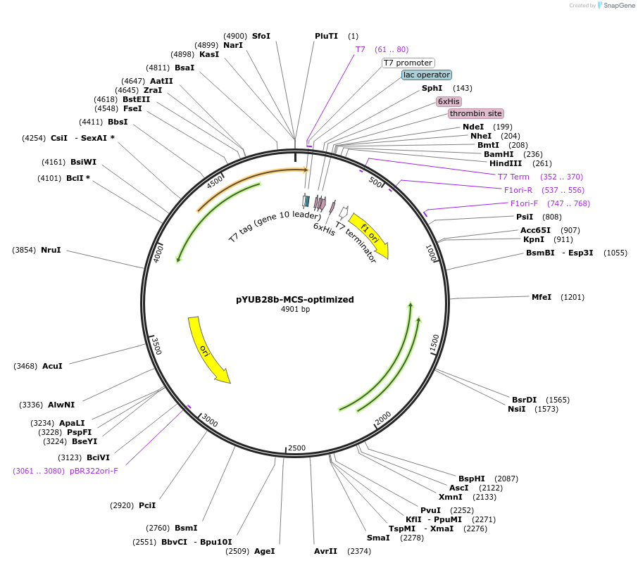 89179-plasmid-map-sequence-id-176092