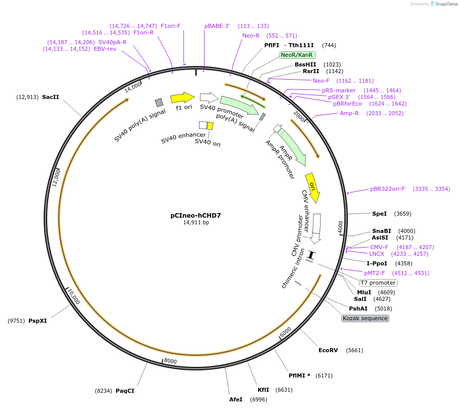 89458-plasmid-map-sequence-id-176093