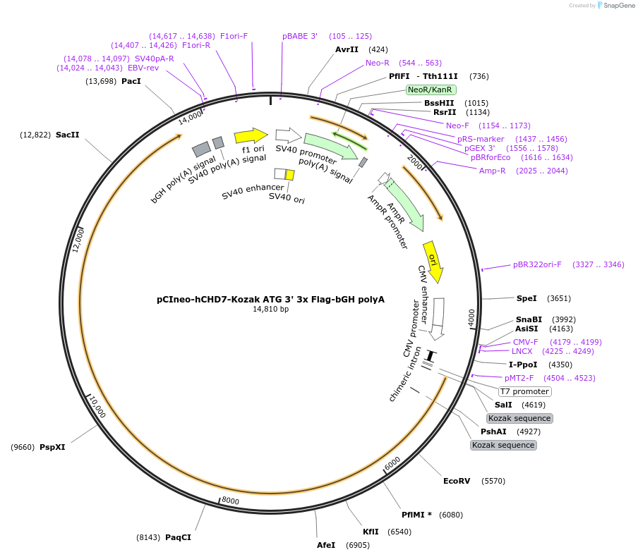 89459-plasmid-map-sequence-id-176095