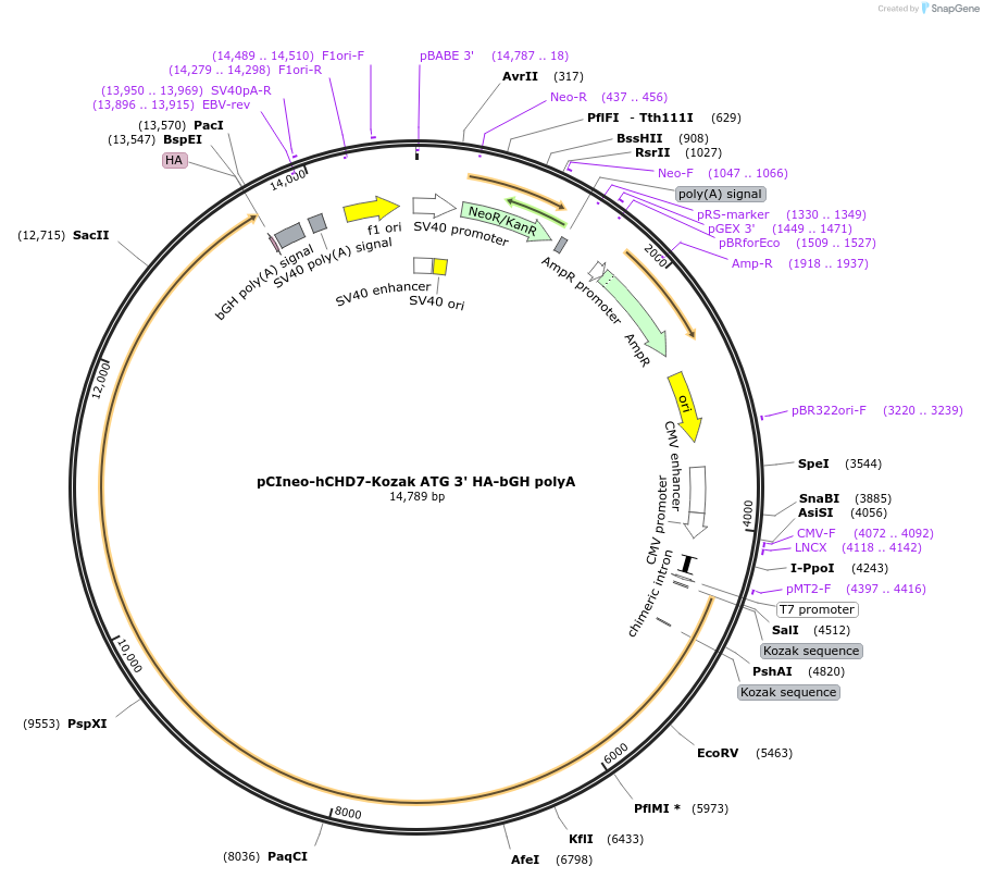 89460-plasmid-map-sequence-id-176096