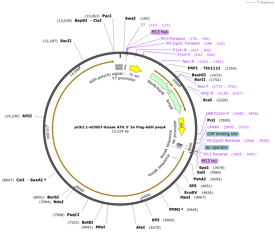 176097_map