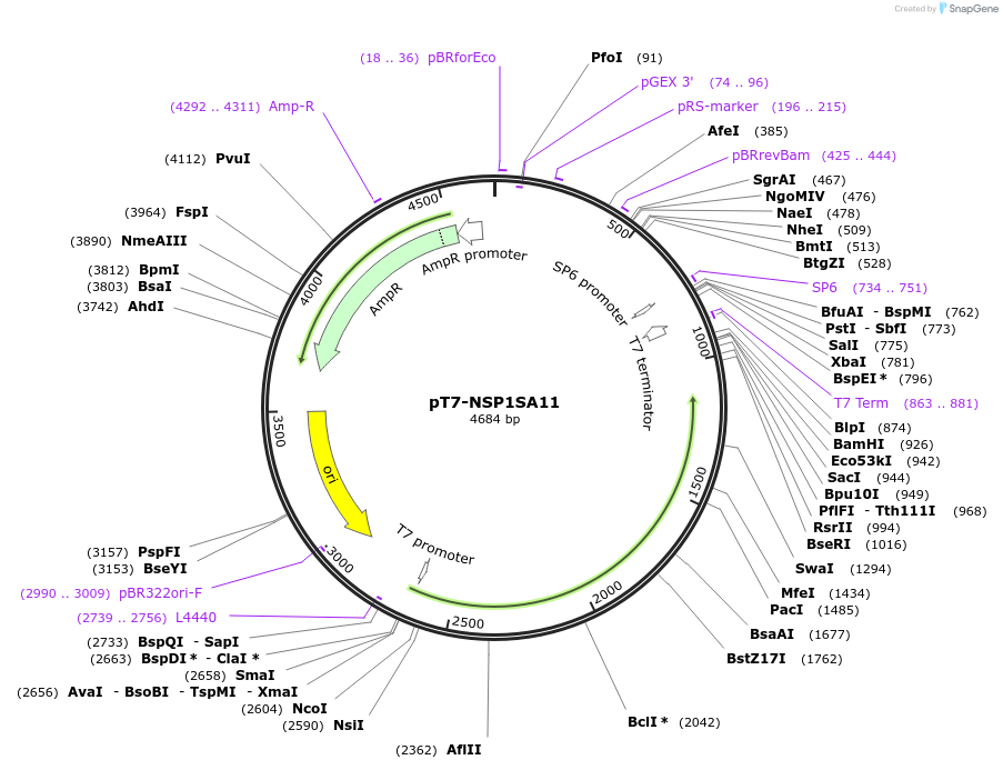 89168-plasmid-map-sequence-id-176098
