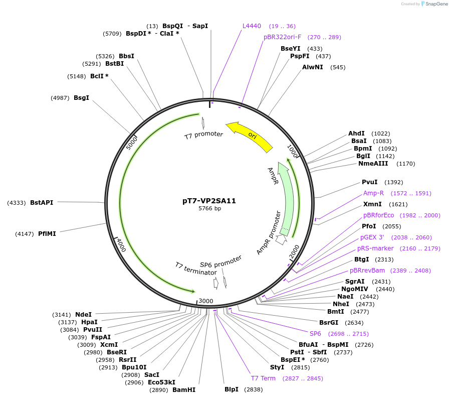 89163-plasmid-map-sequence-id-176100