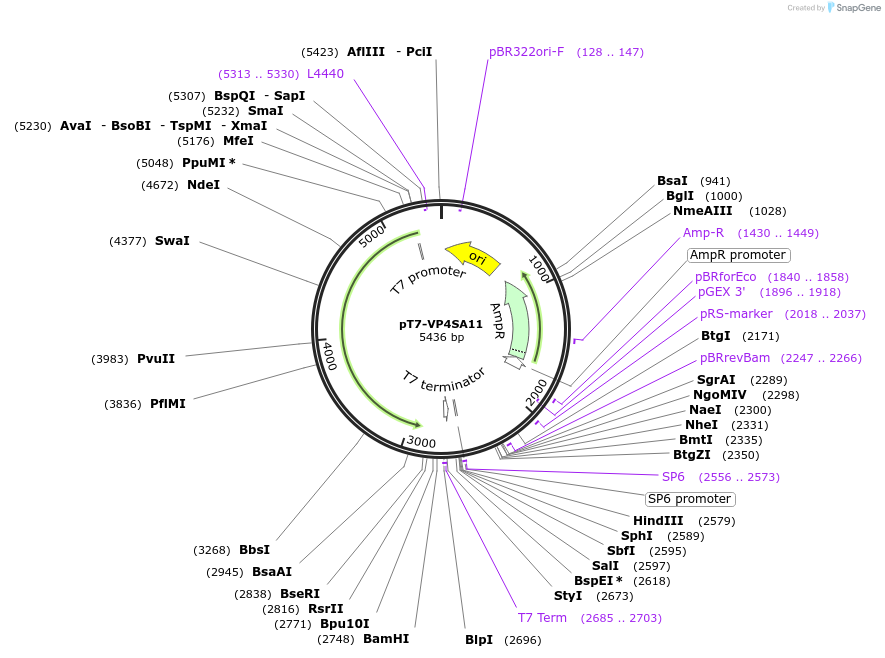 89165-plasmid-map-sequence-id-176101