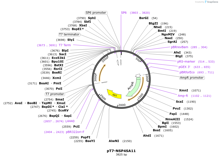 89171-plasmid-map-sequence-id-176102