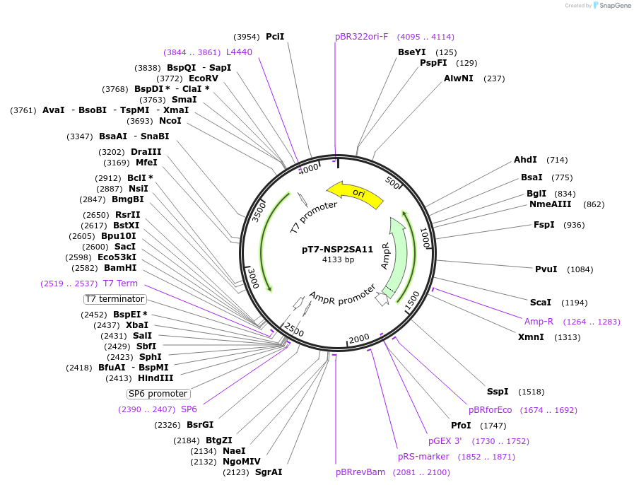 89169-plasmid-map-sequence-id-176103