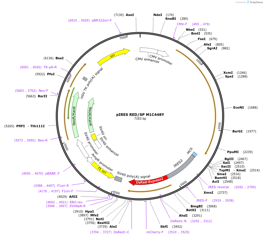 89323-plasmid-map-sequence-id-176110