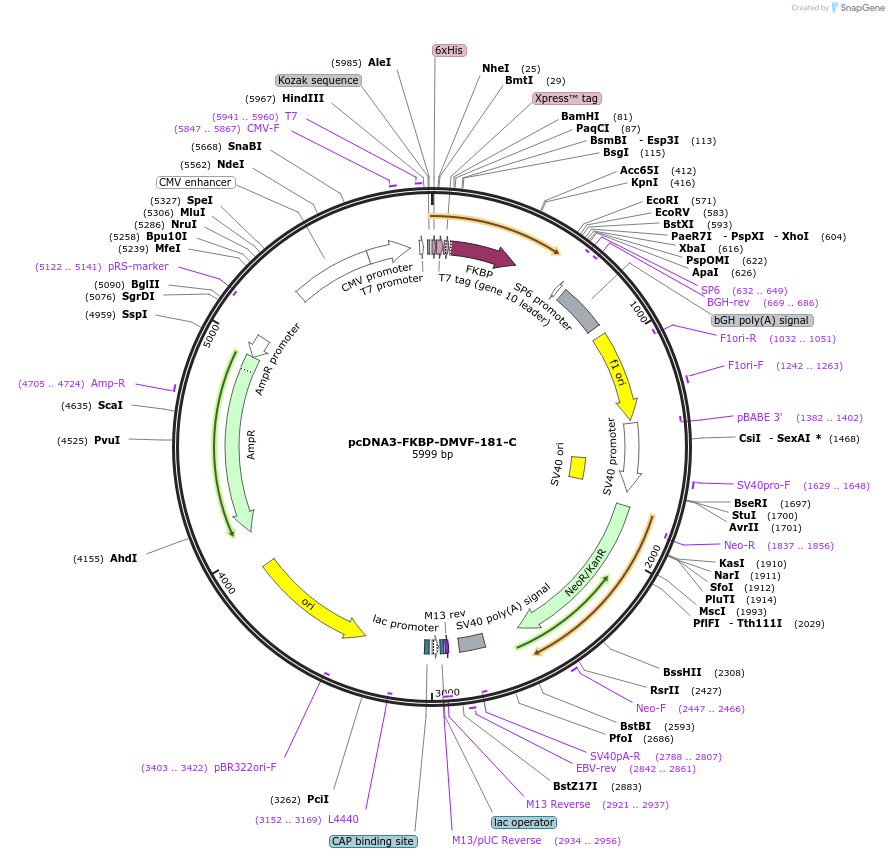 87611-plasmid-map-sequence-id-176114