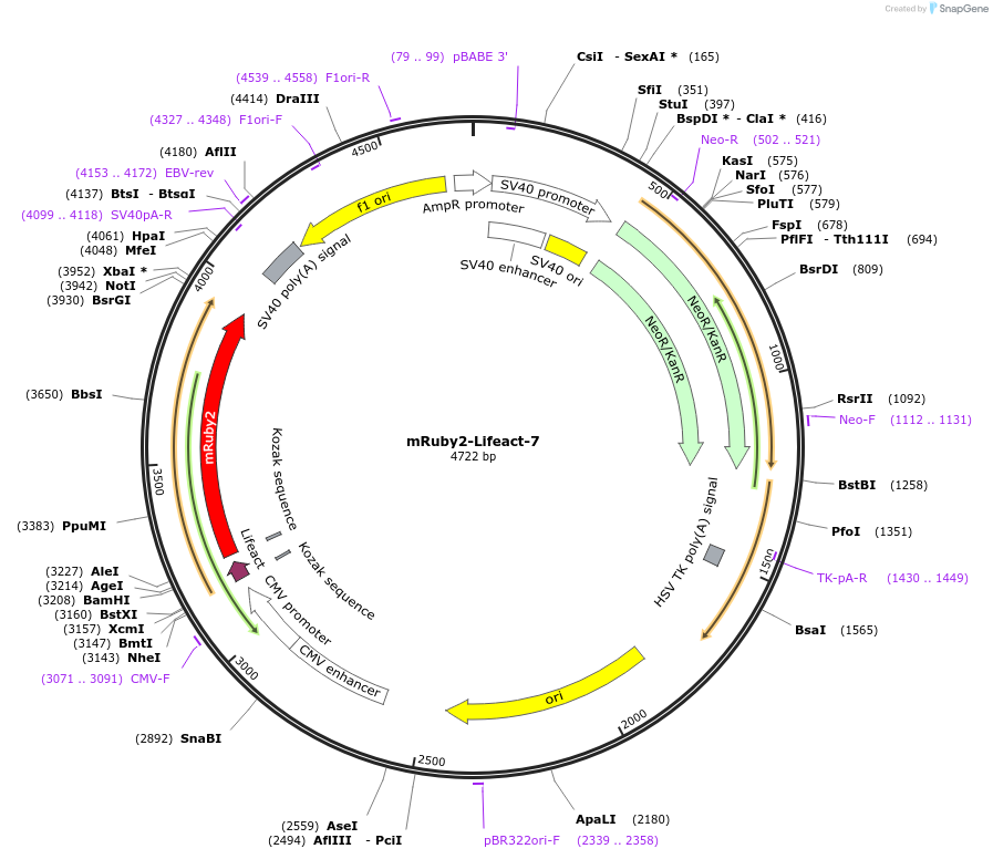 54674-plasmid-map-sequence-id-176124