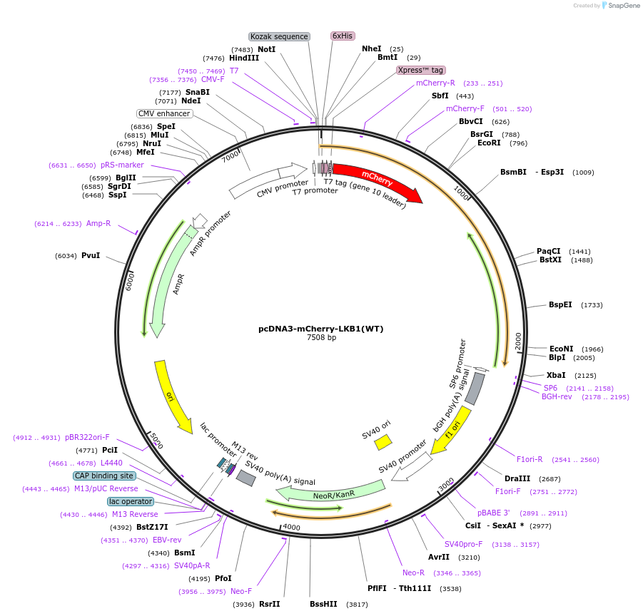84639-plasmid-map-sequence-id-176130