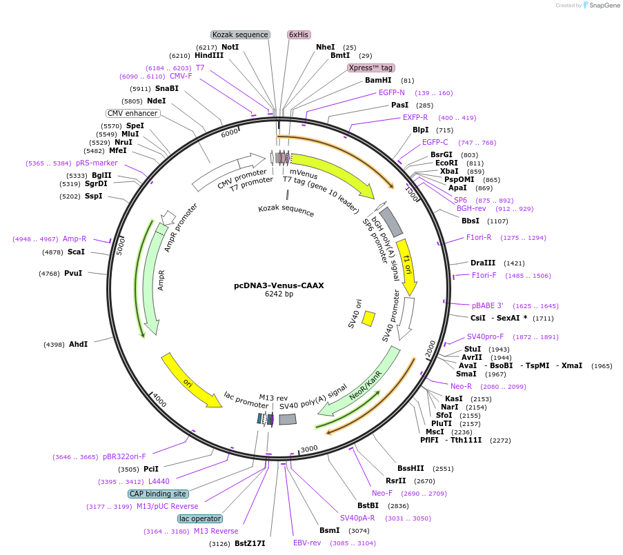 87612-plasmid-map-sequence-id-176133