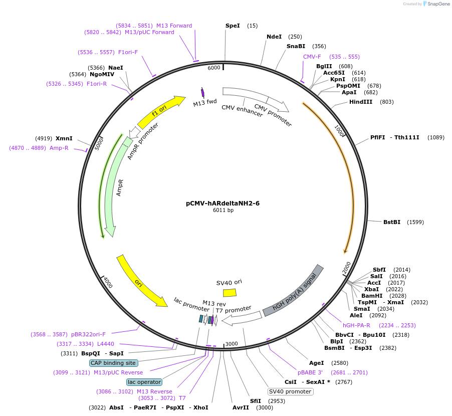 89104-plasmid-map-sequence-id-176134