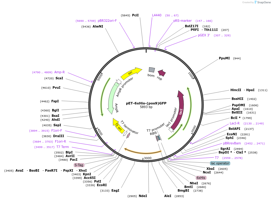 89247-plasmid-map-sequence-id-176142