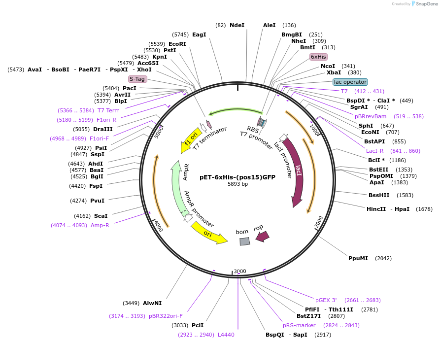 89248-plasmid-map-sequence-id-176147
