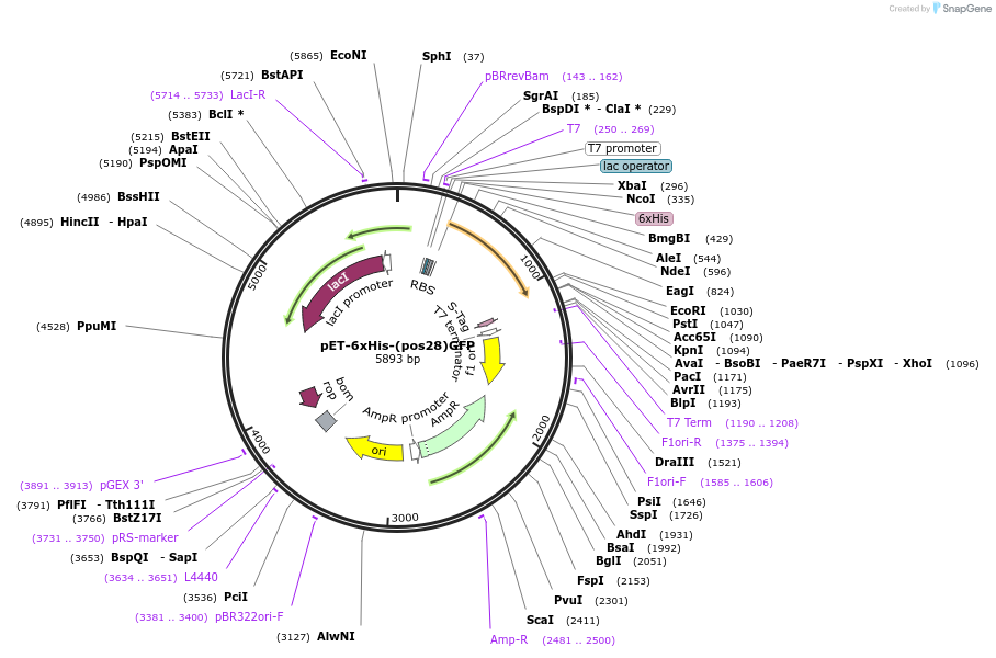 89250-plasmid-map-sequence-id-176151