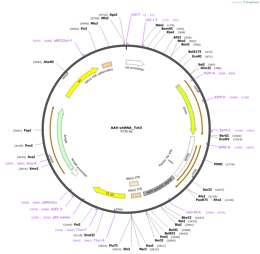 85740-plasmid-map-sequence-id-176176