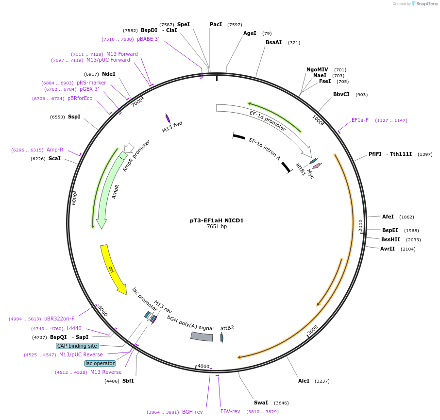 86500-plasmid-map-sequence-id-176181