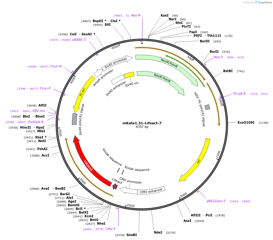 54668-plasmid-map-sequence-id-176183
