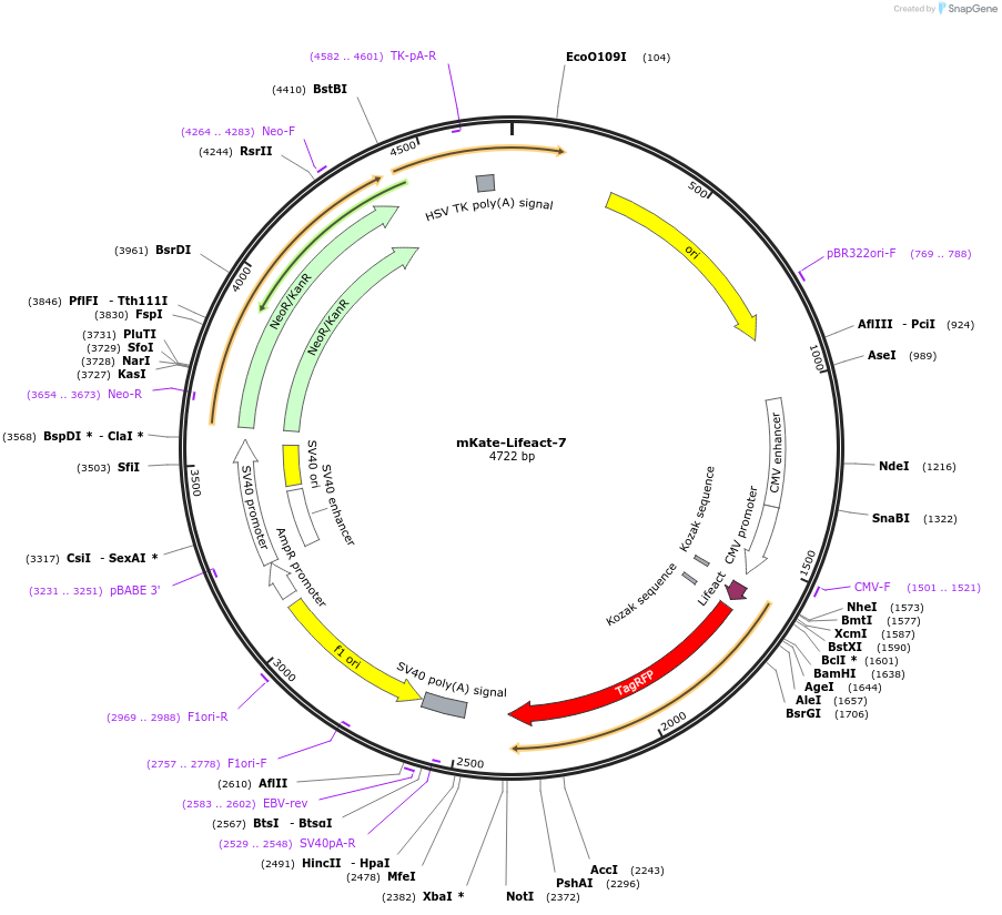 54697-plasmid-map-sequence-id-176184